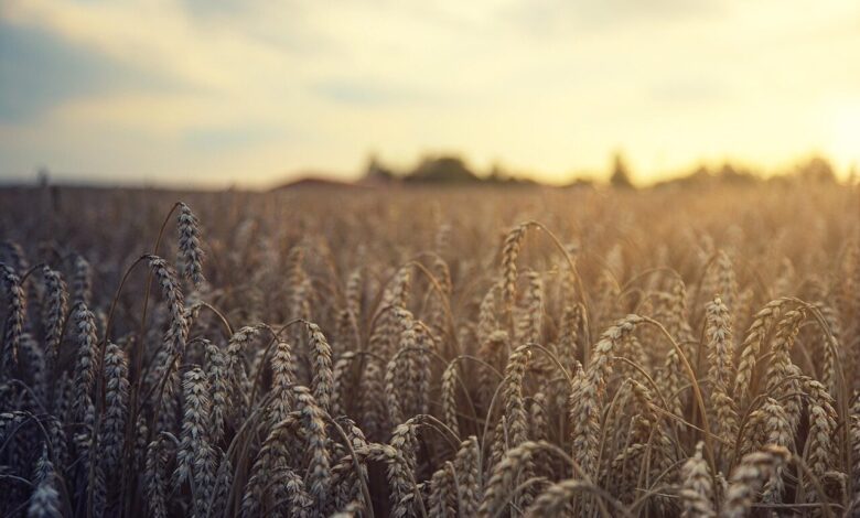 wheat, field, harvest, summer, agriculture, grain, fields, nature, cornfield, wheat field, landscape, rural, sun, rye, grain field, arable land, wheat, wheat, wheat, wheat, wheat, harvest, harvest, harvest, grain, grain, wheat field, wheat field, rye
