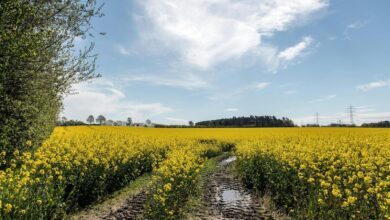 a field of yellow flowers under a blue sky