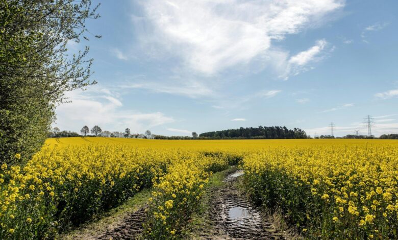 a field of yellow flowers under a blue sky