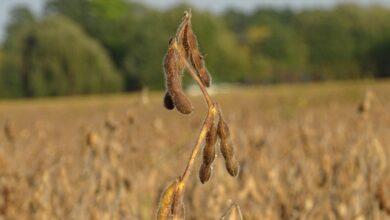 a seed plant in the middle of a field