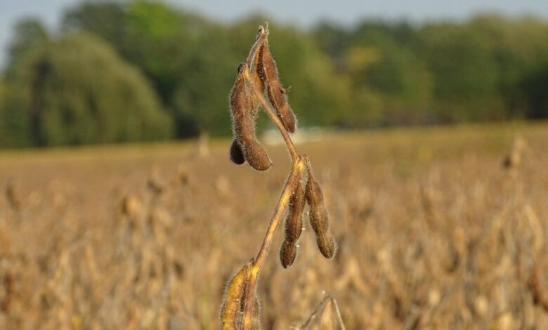 a seed plant in the middle of a field