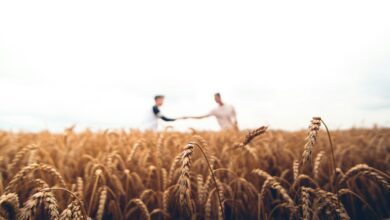 two persons standing on wheat field