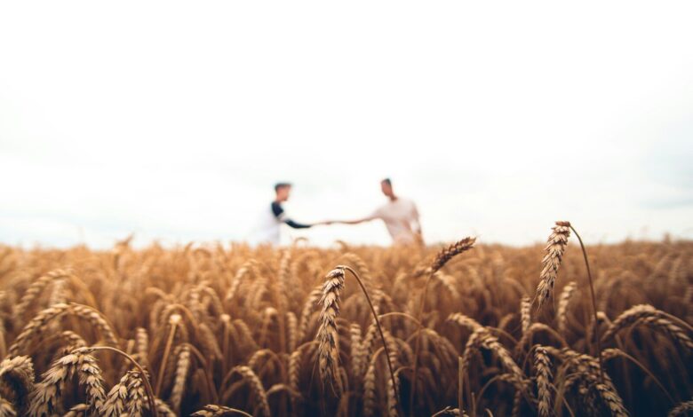 two persons standing on wheat field
