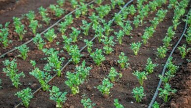 a row of small green plants growing in dirt