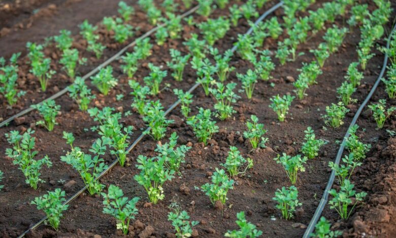 a row of small green plants growing in dirt