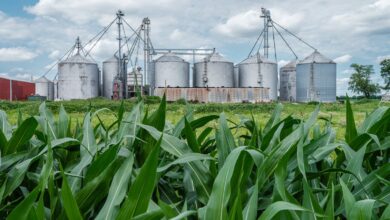 a field of corn and silos with a red building in the background