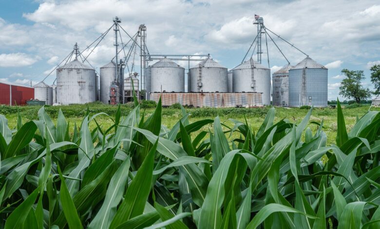 a field of corn and silos with a red building in the background