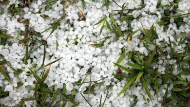 a close up of white flowers