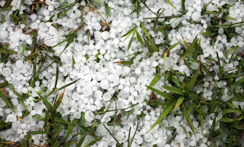 a close up of white flowers