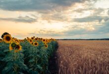 A picturesque sunflower and wheat field under a colorful sunset sky.