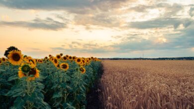 A picturesque sunflower and wheat field under a colorful sunset sky.
