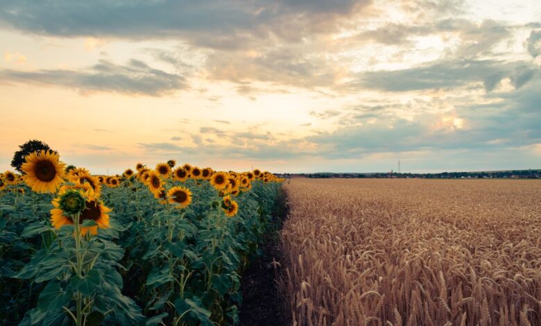 A picturesque sunflower and wheat field under a colorful sunset sky.