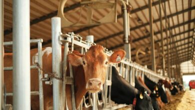 brown cow in a cage
