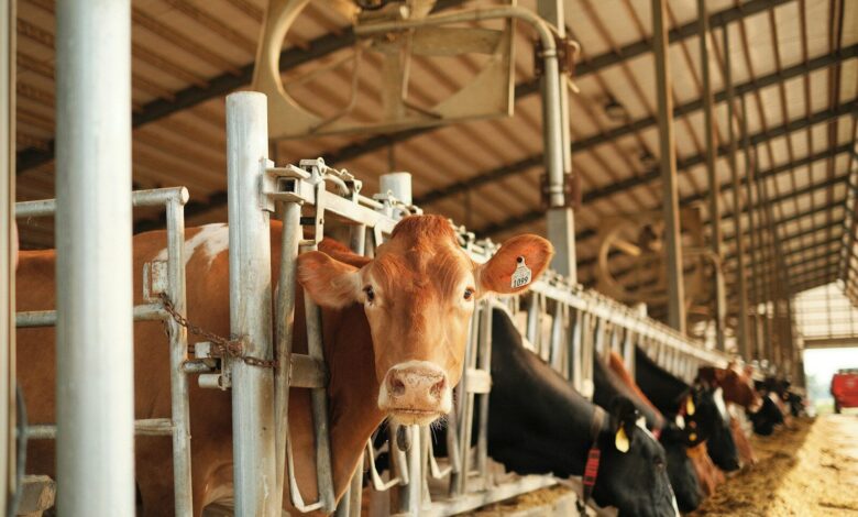 brown cow in a cage