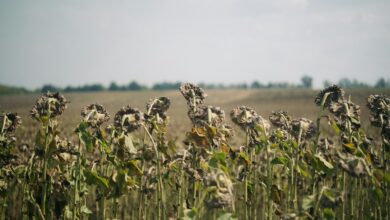 A field of sunflowers with a sky in the background