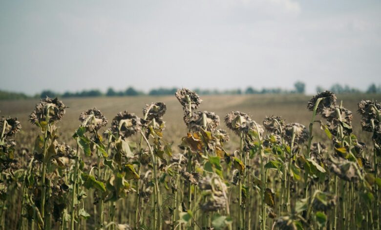 A field of sunflowers with a sky in the background