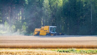 threshing, combine harvester, agricultural, cereal field, cultivation, in a wheat field, character, landscape, finland