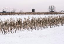a snow covered field with a bunch of dead plants
