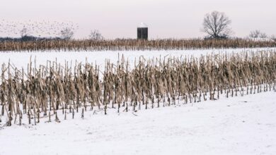 a snow covered field with a bunch of dead plants