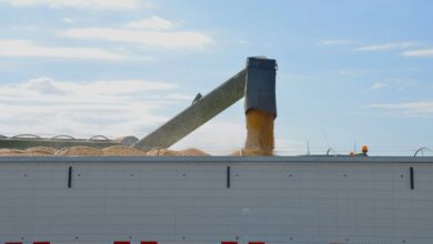Grain being unloaded into a trailer