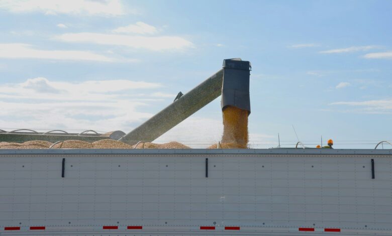 Grain being unloaded into a trailer