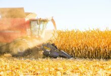 a combine of corn being harvested in a field