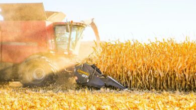 a combine of corn being harvested in a field