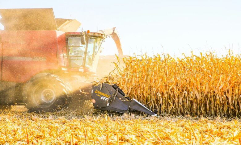 a combine of corn being harvested in a field