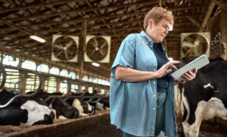 Woman using a tablet in a dairy barn