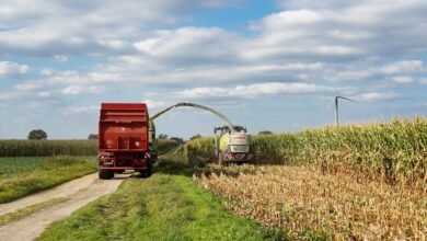 Harvester cutting corn and loading into truck