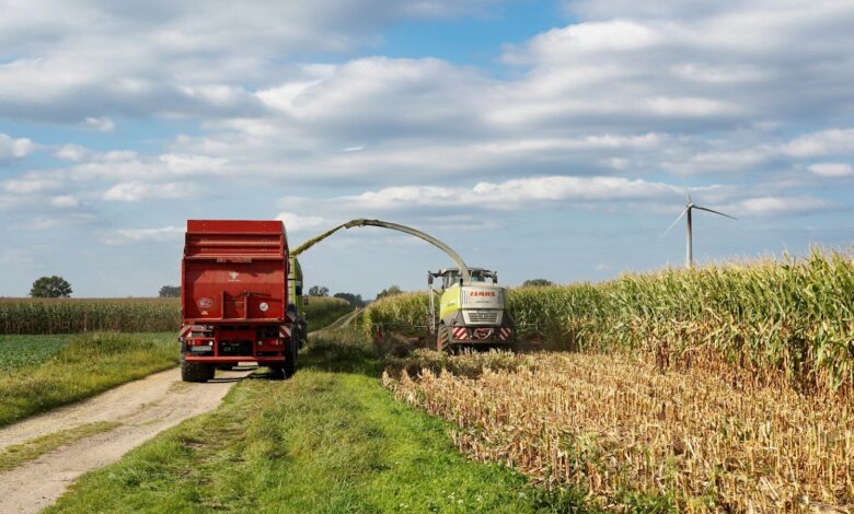 Harvester cutting corn and loading into truck