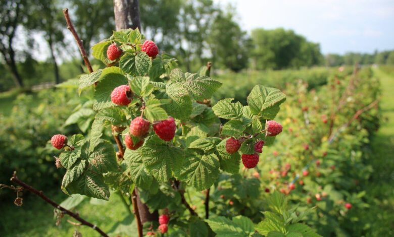 red round fruits on tree during daytime